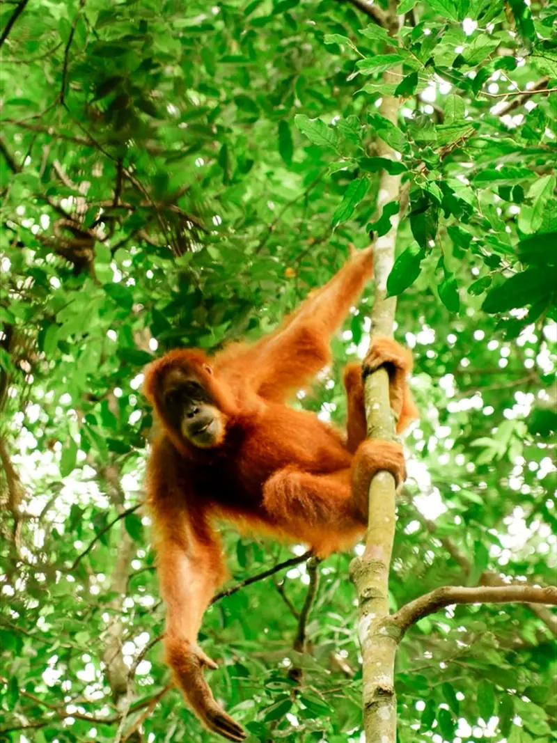 Orangutan di kawasan Bukit Lawang